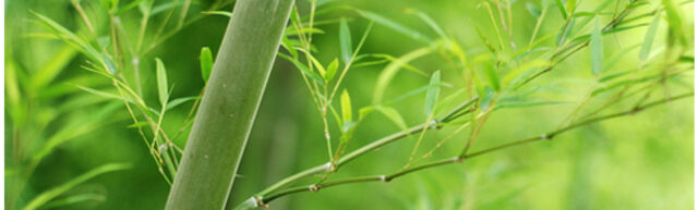 Bamboo Inn