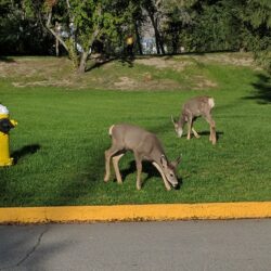 McArthur Island Park 5