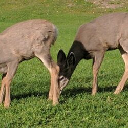 McArthur Island Park 6