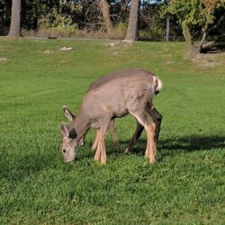 McArthur Island Park 7