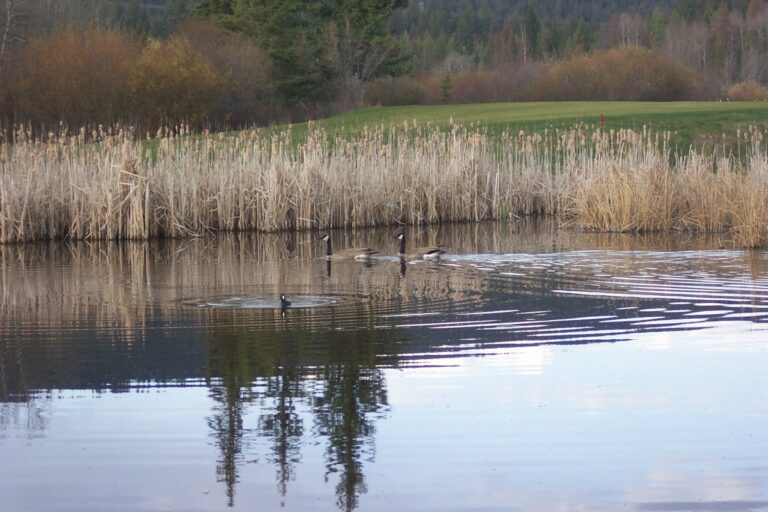 Meadow Creek Golf Club