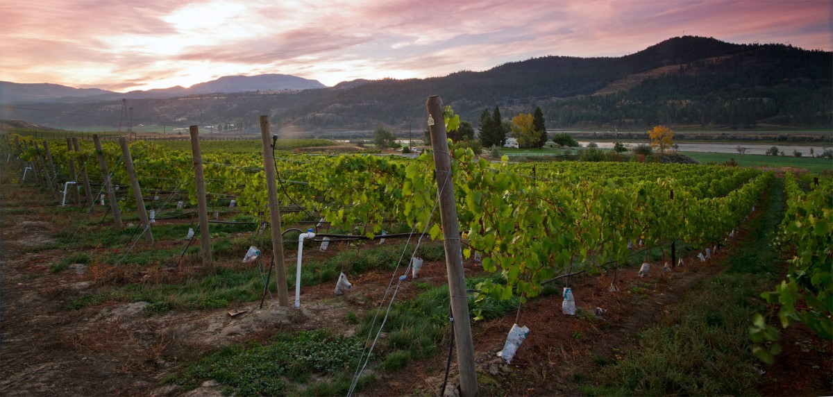 Monte Creek Ranch Winery