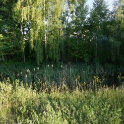 Pineview Valley Park 12