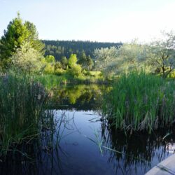 Pineview Valley Park 19