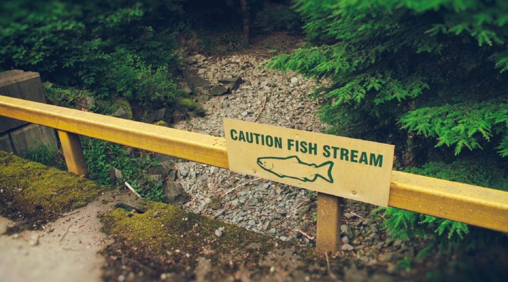 empty and barren fish stream