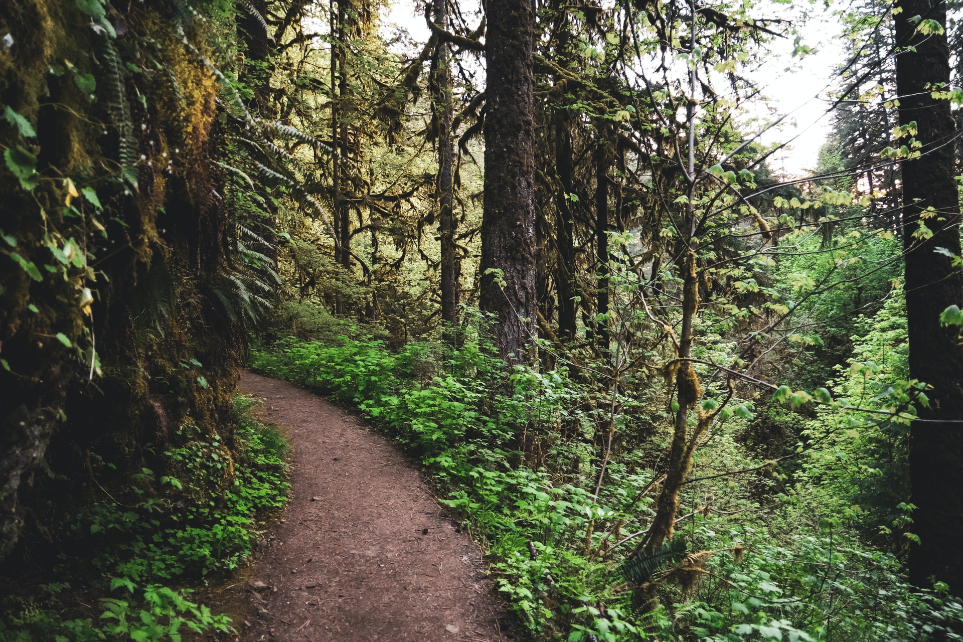Old growth forest