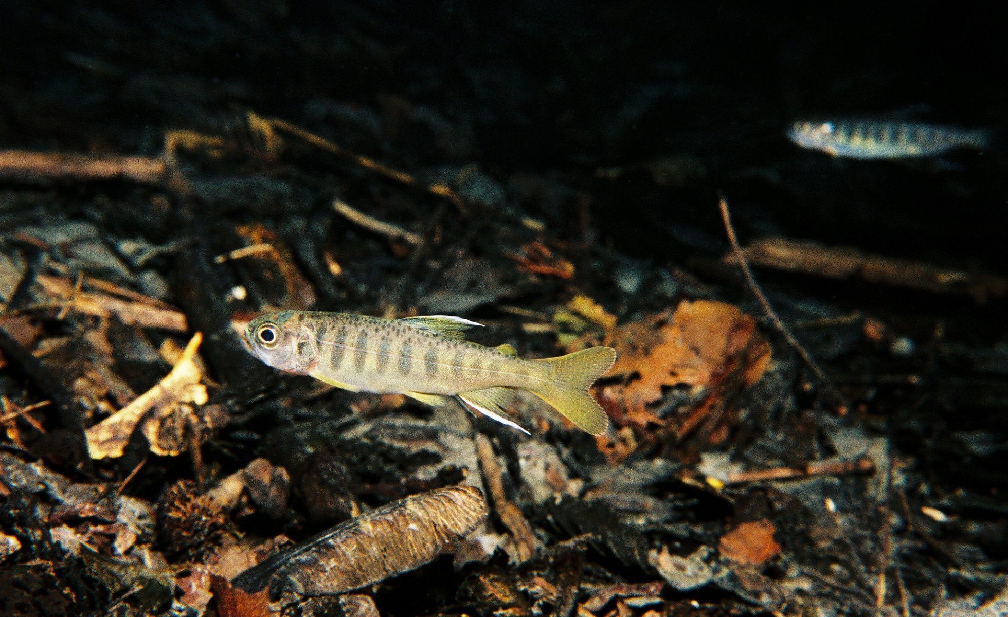 Close up on a coho fry in the Elwha River