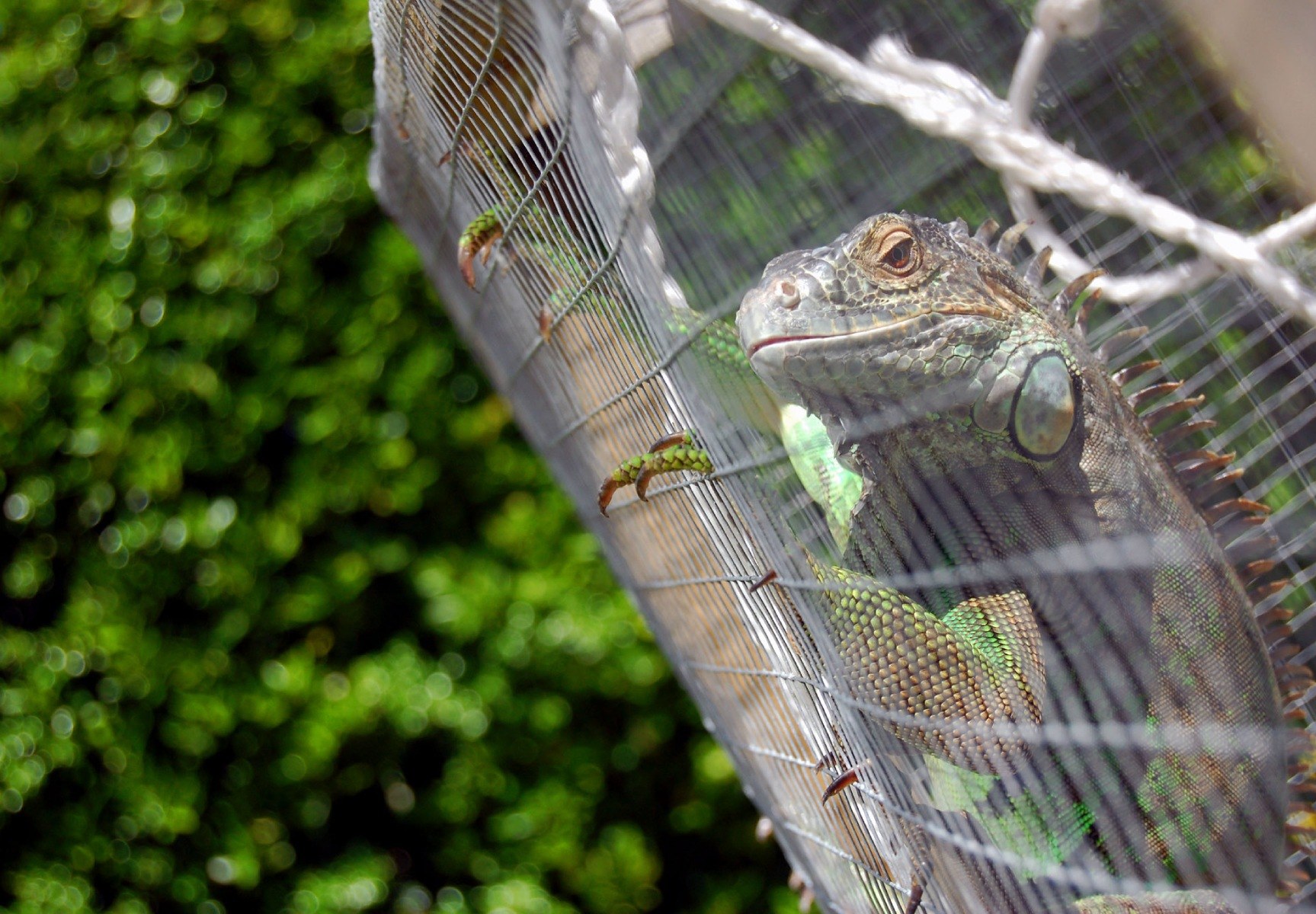Close up show of a caged lizard. The creature is clinging to the caging, and there is a lush green background behind them.