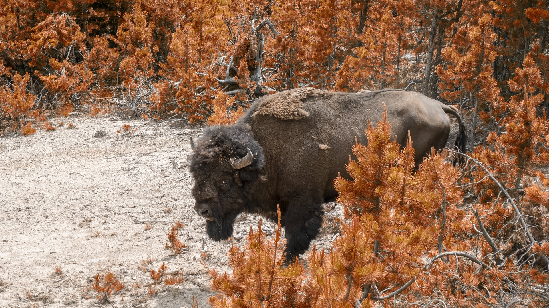 Black Bison on brown grass field.