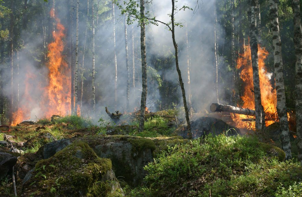 Forest no fire in the daytime.