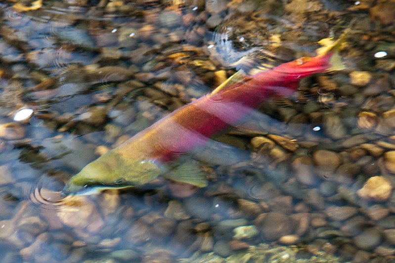 Salmon swimming underwater during the day