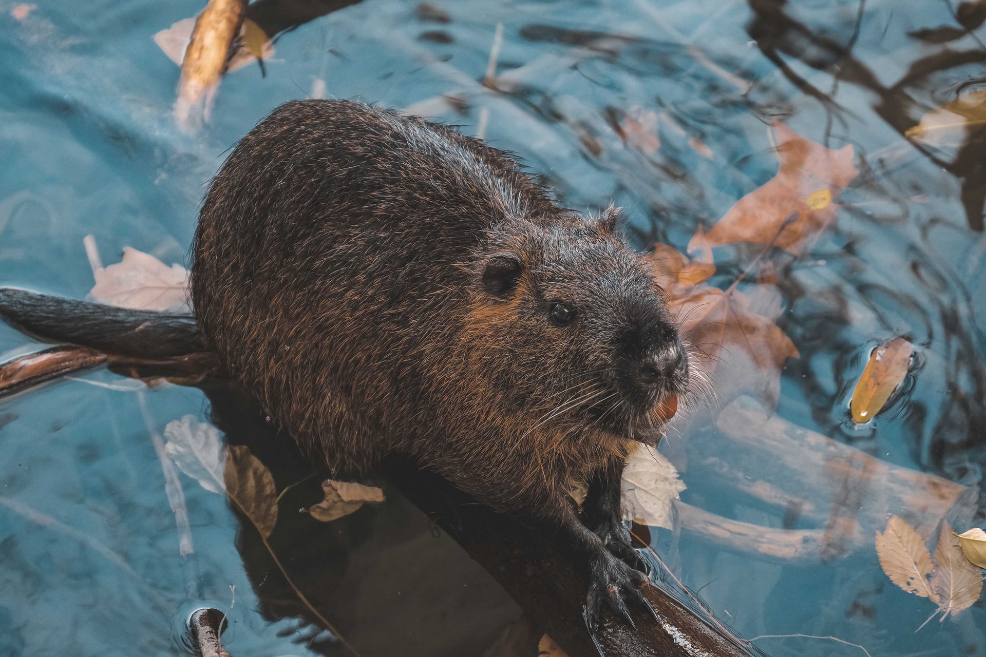 Beaver on tree branch in water