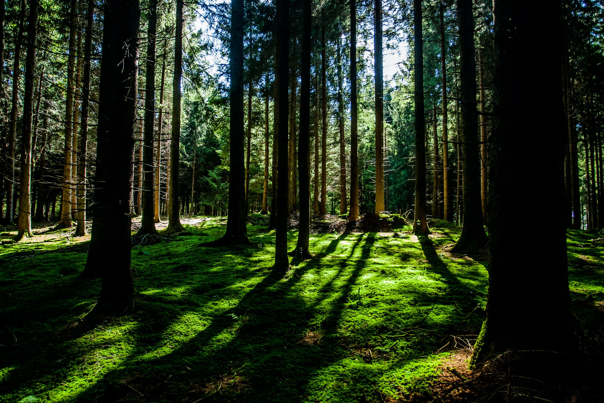 Green forest in the daytime