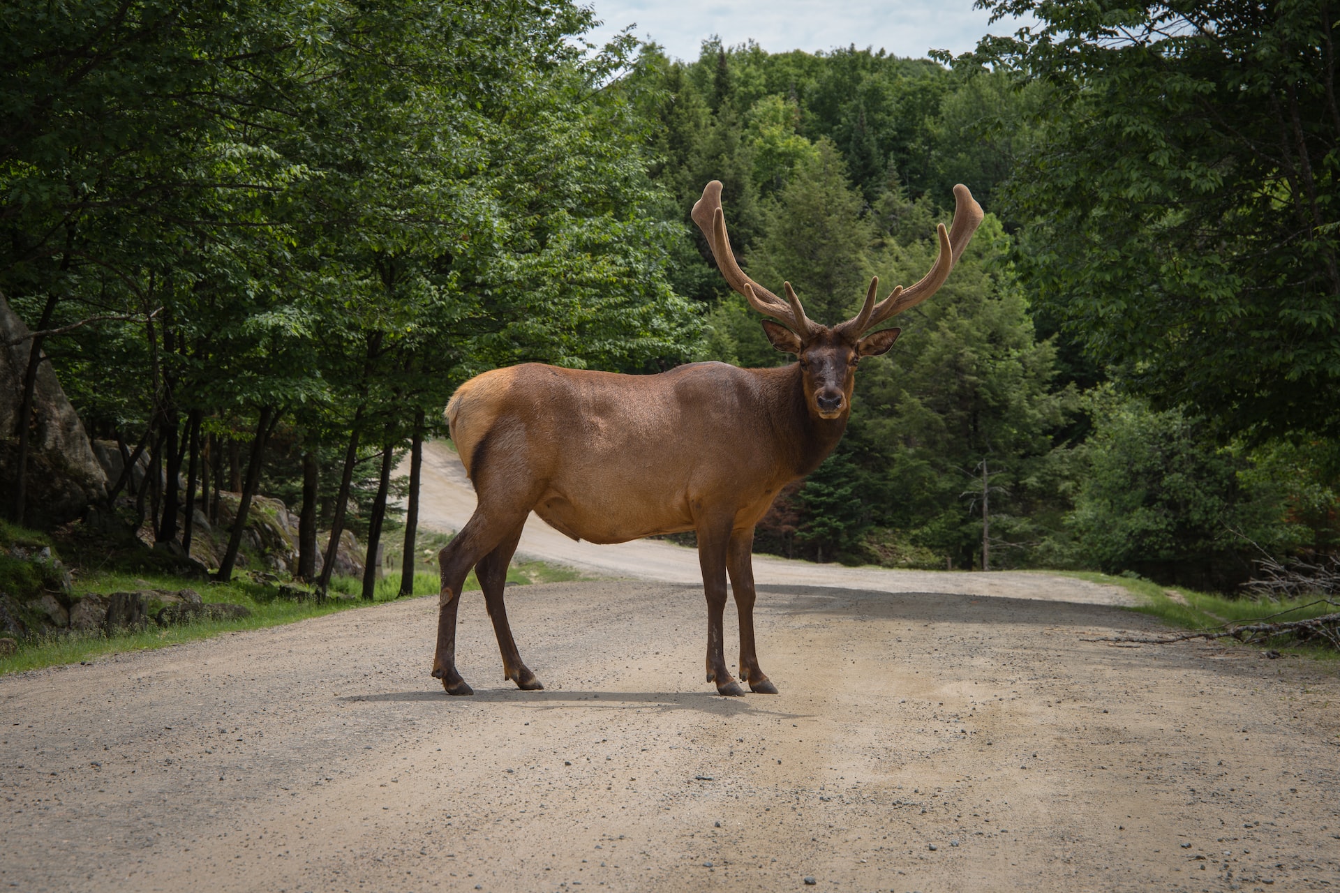 Brown deer in a forest