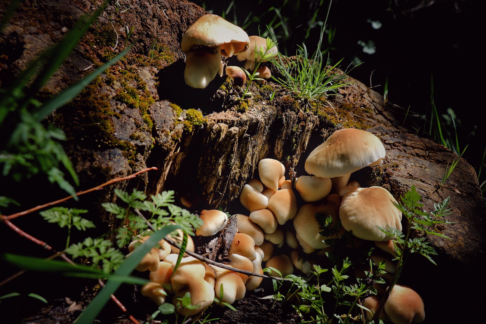 No fungi? No forests, no food, no future!