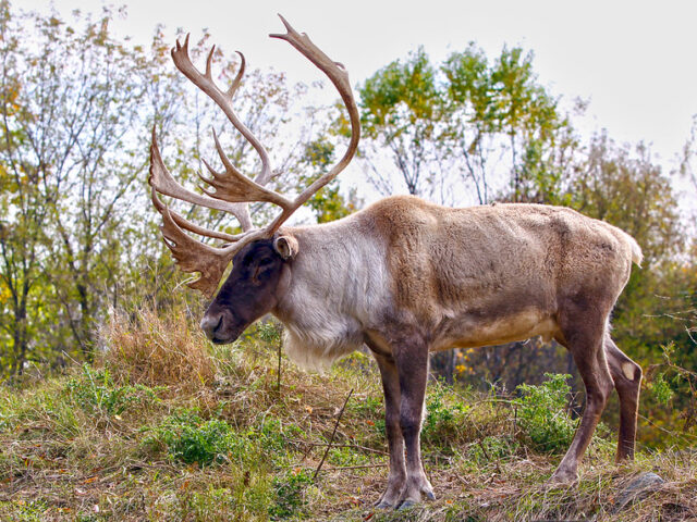 False balance favours industry over wildlife
