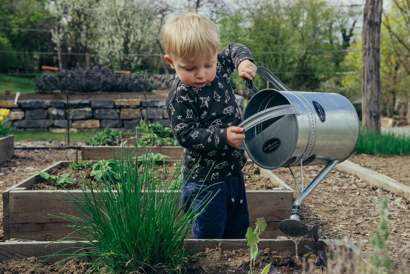 Small child watering a raised garden bed where chives are growing