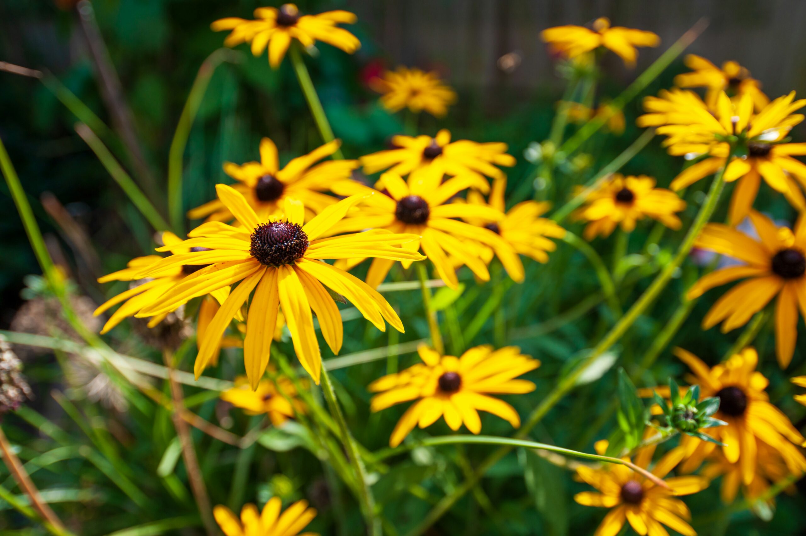 Xeriscape group growing in Kamloops!
