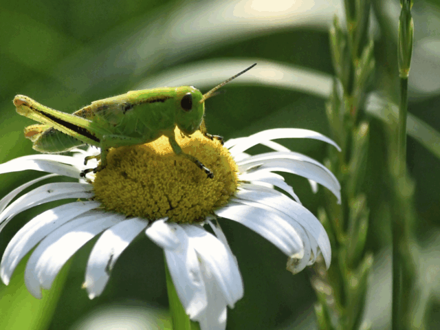 Like it or not, we can’t live without insects