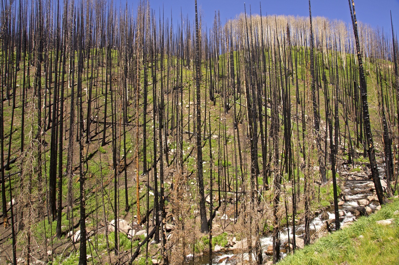 An image of a forest killed by wildfire