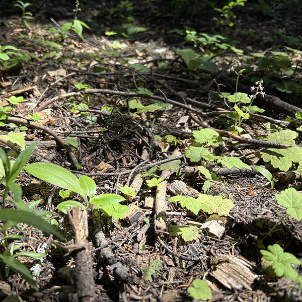 Woody debris on forest floor