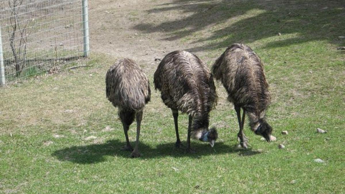 BC Wildlife Park