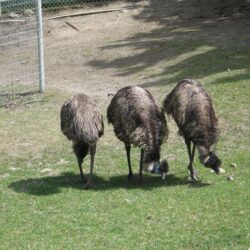 BC Wildlife Park 14