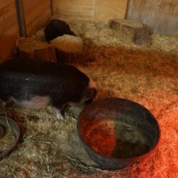 BC Wildlife Park 19