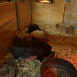 BC Wildlife Park 20