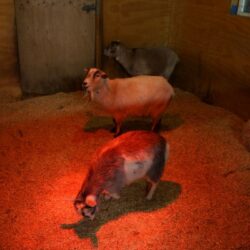 BC Wildlife Park 22