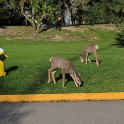 McArthur Island Park 5