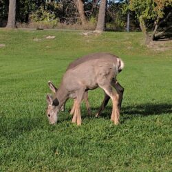 McArthur Island Park 7