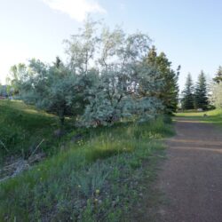 Pineview Valley Park 15