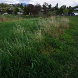 Todd Hill Park 10