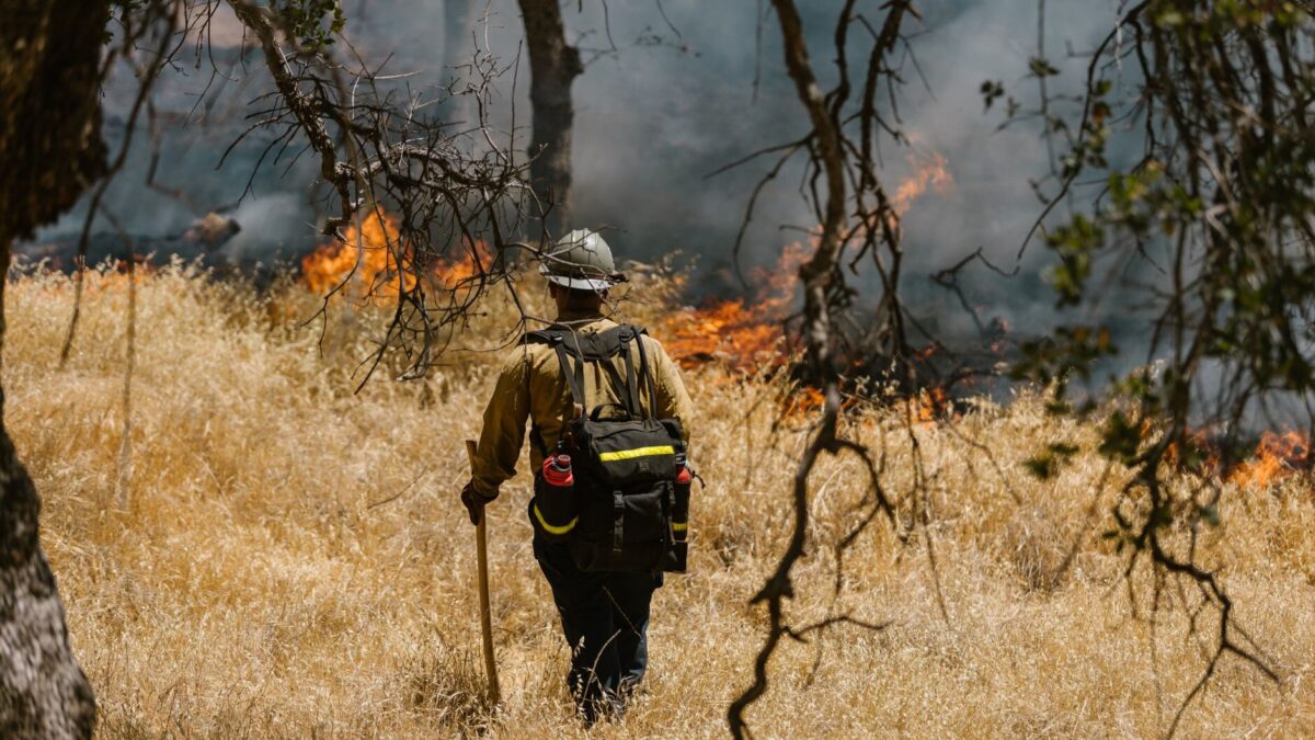 A firefighter in uniform battling a fierce forest wildfire amidst dry grass and trees.