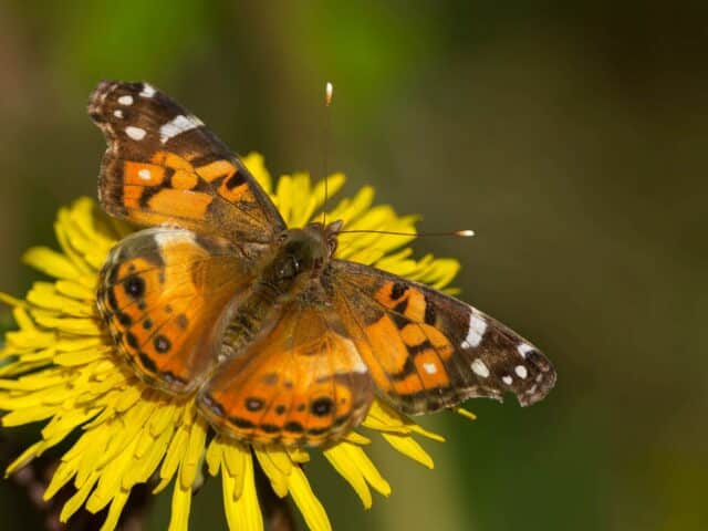 Help butterflies flutter, not fade