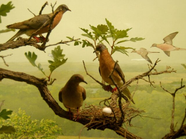 How do we ensure that common animals remain common?
